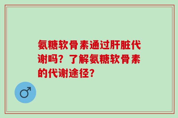氨糖软骨素通过肝脏代谢吗？了解氨糖软骨素的代谢途径？