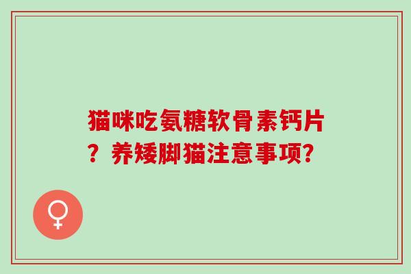 猫咪吃氨糖软骨素钙片？养矮脚猫注意事项？