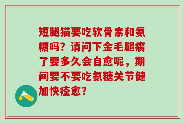 短腿猫要吃软骨素和氨糖吗？请问下金毛腿瘸了要多久会自愈呢，期间要不要吃氨糖关节健加快痊愈？