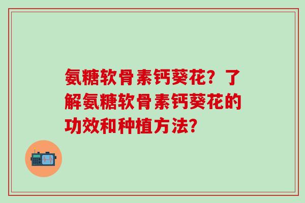 氨糖软骨素钙葵花？了解氨糖软骨素钙葵花的功效和种植方法？
