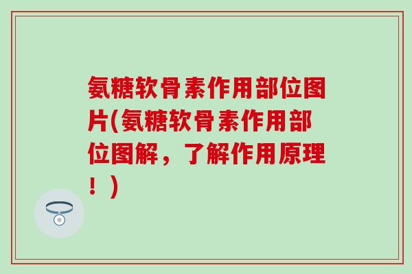 氨糖软骨素作用部位图片(氨糖软骨素作用部位图解，了解作用原理！)