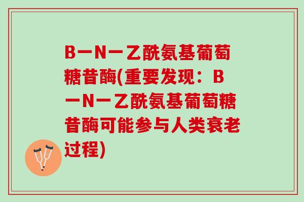 B一N一乙酰氨基葡萄糖昔酶(重要发现：B一N一乙酰氨基葡萄糖昔酶可能参与人类过程)