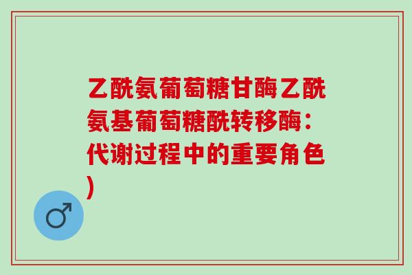 乙酰氨葡萄糖甘酶乙酰氨基葡萄糖酰转移酶：代谢过程中的重要角色)