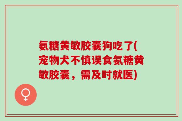 氨糖黄敏胶囊狗吃了(宠物犬不慎误食氨糖黄敏胶囊，需及时就医)
