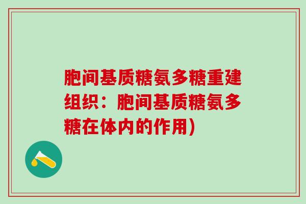 胞间基质糖氨多糖重建组织：胞间基质糖氨多糖在体内的作用)