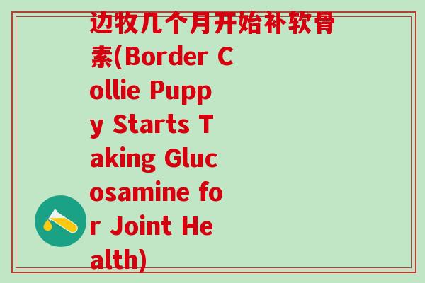 边牧几个月开始补软骨素(Border Collie Puppy Starts Taking Glucosamine for Joint Health)