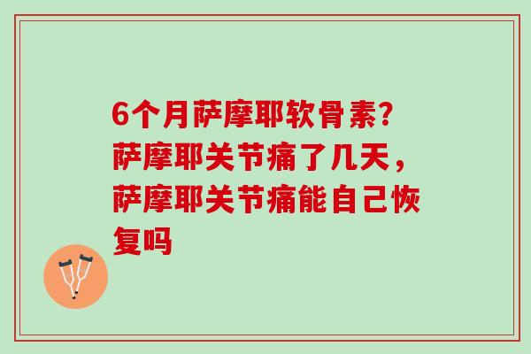 6个月萨摩耶软骨素？萨摩耶关节痛了几天，萨摩耶关节痛能自己恢复吗