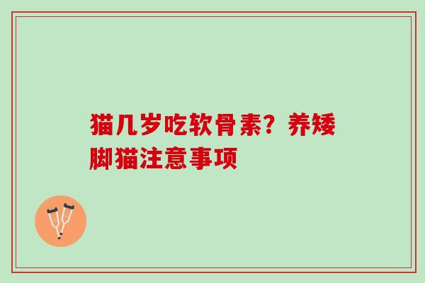 猫几岁吃软骨素？养矮脚猫注意事项