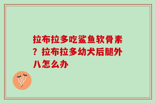 拉布拉多吃鲨鱼软骨素？拉布拉多幼犬后腿外八怎么办