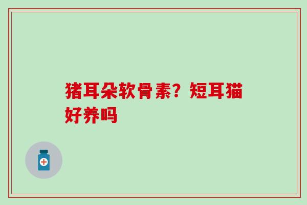 猪耳朵软骨素？短耳猫好养吗