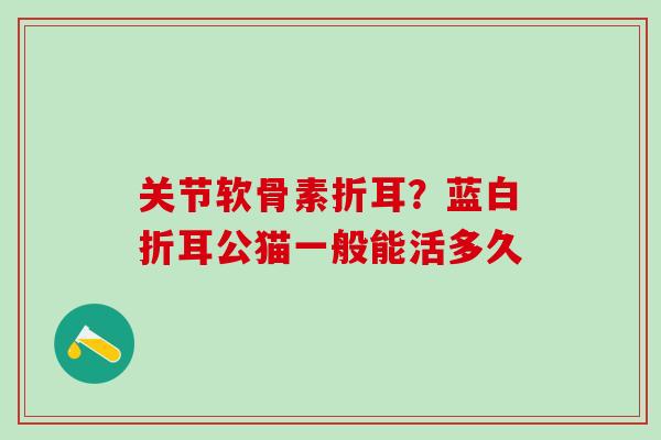 关节软骨素折耳？蓝白折耳公猫一般能活多久