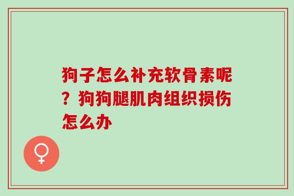 狗子怎么补充软骨素呢？狗狗腿肌肉组织损伤怎么办