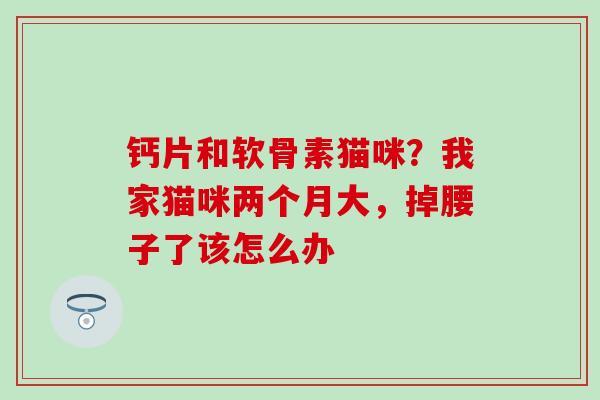 钙片和软骨素猫咪？我家猫咪两个月大，掉腰子了该怎么办