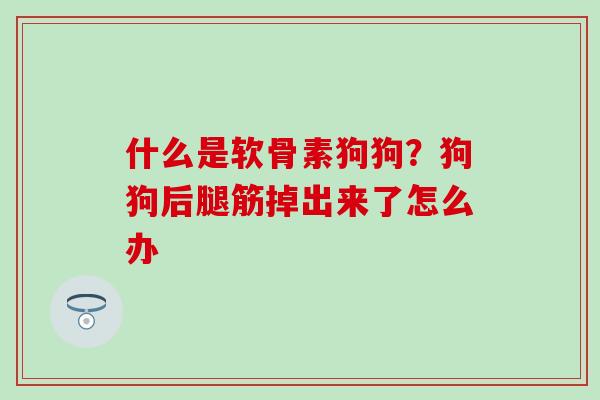 什么是软骨素狗狗？狗狗后腿筋掉出来了怎么办