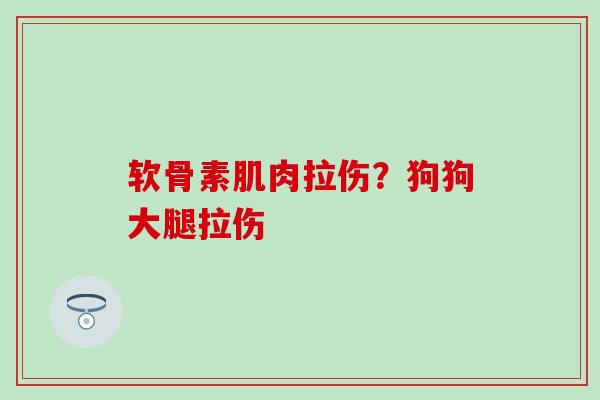软骨素肌肉拉伤？狗狗大腿拉伤