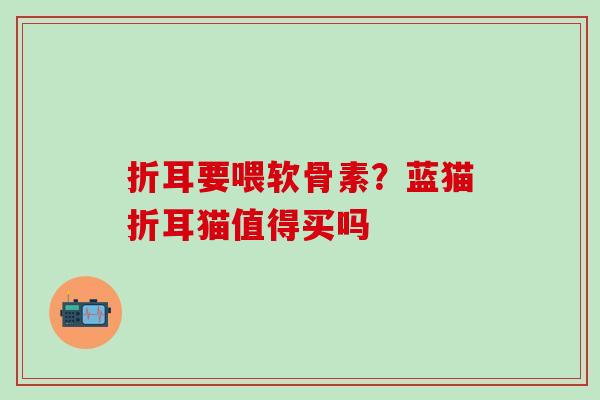 折耳要喂软骨素？蓝猫折耳猫值得买吗