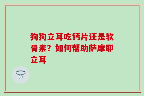狗狗立耳吃钙片还是软骨素？如何帮助萨摩耶立耳