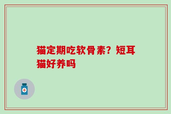 猫定期吃软骨素？短耳猫好养吗