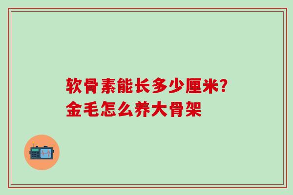 软骨素能长多少厘米？金毛怎么养大骨架