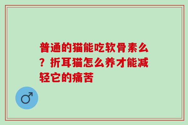 普通的猫能吃软骨素么？折耳猫怎么养才能减轻它的痛苦