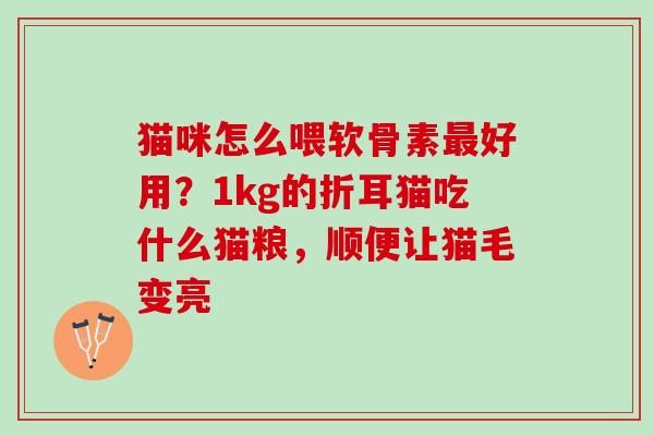 猫咪怎么喂软骨素最好用？1kg的折耳猫吃什么猫粮，顺便让猫毛变亮