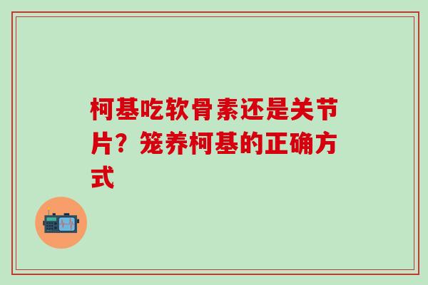 柯基吃软骨素还是关节片？笼养柯基的正确方式