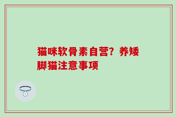 猫咪软骨素自营?养矮脚猫注意事项 猫咪软骨素自营?养矮脚猫注意事项