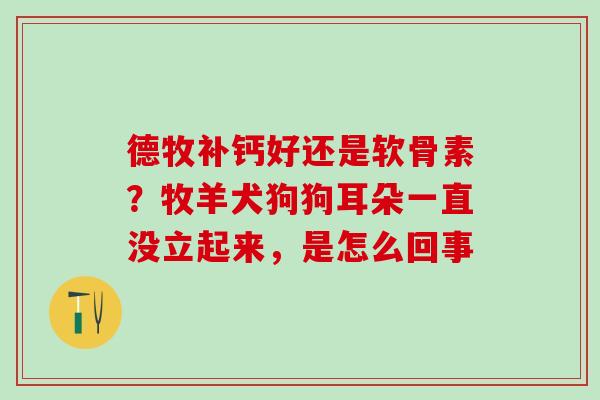 德牧补钙好还是软骨素？牧羊犬狗狗耳朵一直没立起来，是怎么回事