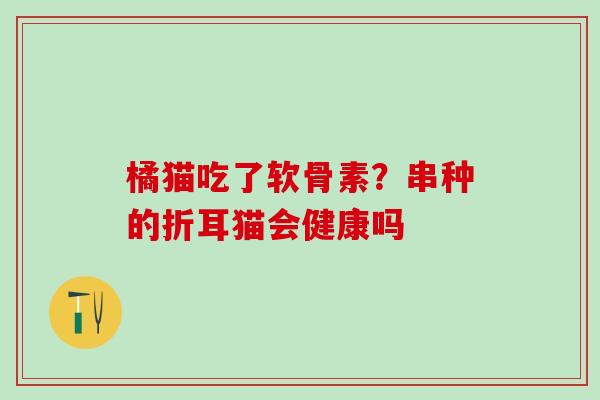 橘猫吃了软骨素？串种的折耳猫会健康吗