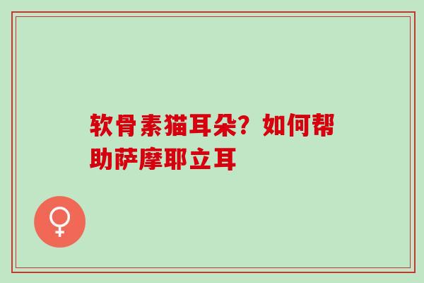 软骨素猫耳朵？如何帮助萨摩耶立耳