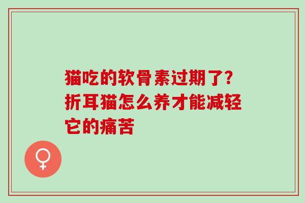 猫吃的软骨素过期了？折耳猫怎么养才能减轻它的痛苦