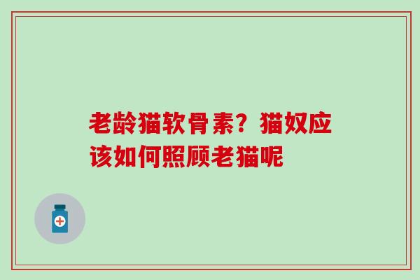 老龄猫软骨素？猫奴应该如何照顾老猫呢