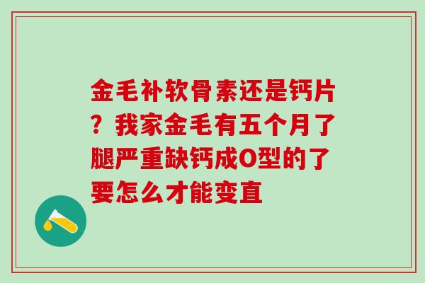 金毛补软骨素还是钙片？我家金毛有五个月了腿严重缺钙成O型的了要怎么才能变直