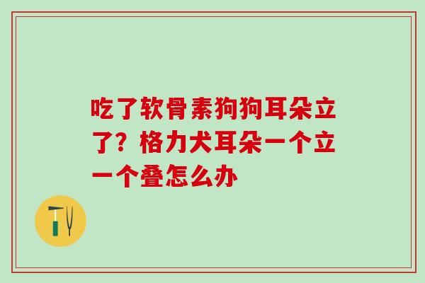 吃了软骨素狗狗耳朵立了?格力犬耳朵一个立一个叠怎么办 吃了软骨素狗狗耳朵立了?格力犬耳朵一个立一个叠怎么办