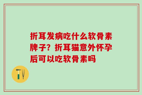 折耳发病吃什么软骨素牌子？折耳猫意外怀孕后可以吃软骨素吗