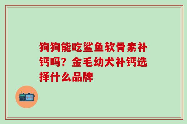 狗狗能吃鲨鱼软骨素补钙吗？金毛幼犬补钙选择什么品牌