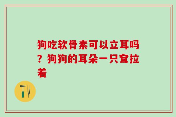 狗吃软骨素可以立耳吗？狗狗的耳朵一只耷拉着