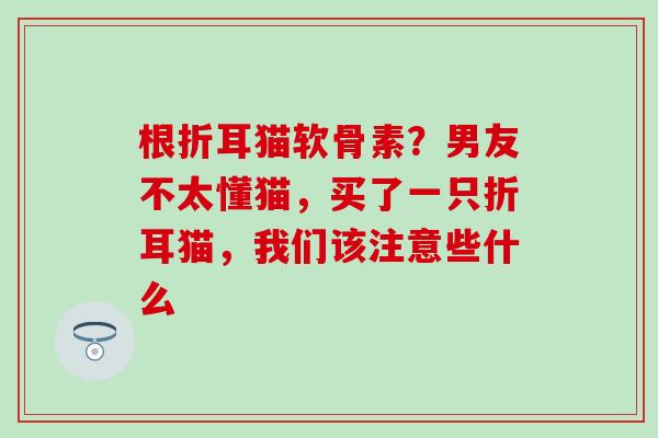 根折耳猫软骨素？男友不太懂猫，买了一只折耳猫，我们该注意些什么