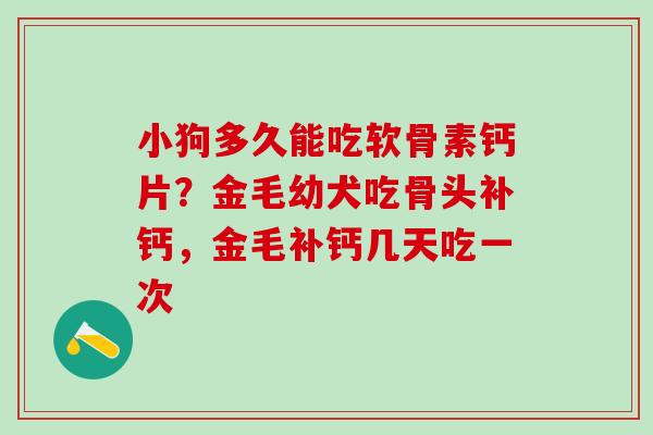 小狗多久能吃软骨素钙片？金毛幼犬吃骨头补钙，金毛补钙几天吃一次