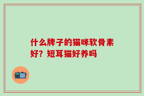 什么牌子的猫咪软骨素好？短耳猫好养吗