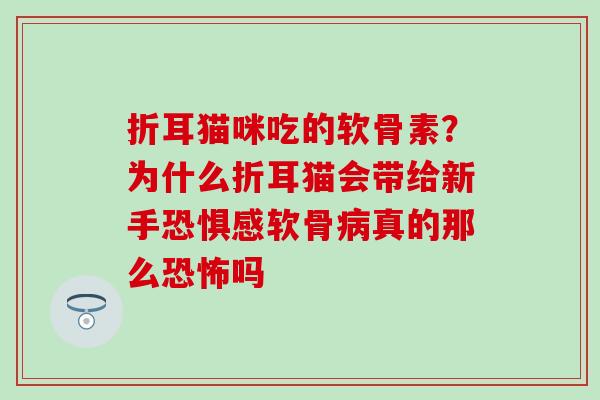 折耳猫咪吃的软骨素？为什么折耳猫会带给新手恐惧感软骨真的那么恐怖吗