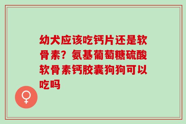 幼犬应该吃钙片还是软骨素？氨基葡萄糖硫酸软骨素钙胶囊狗狗可以吃吗