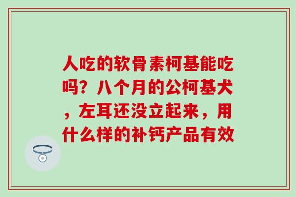 人吃的软骨素柯基能吃吗?八个月的公柯基犬,左耳还没立起来,用什么样的补钙产品有效 人吃的软骨素柯基能吃吗?八个月的公柯基犬,左耳还没立起来,用什么样的补钙产品有效