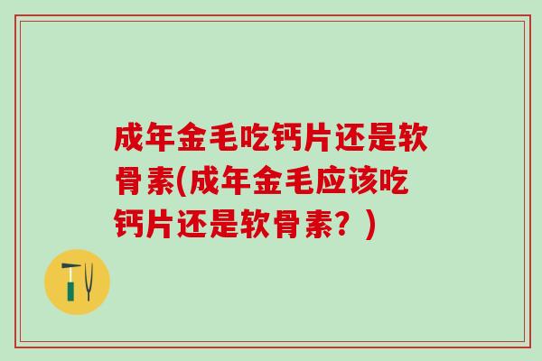 成年金毛吃钙片还是软骨素(成年金毛应该吃钙片还是软骨素？)