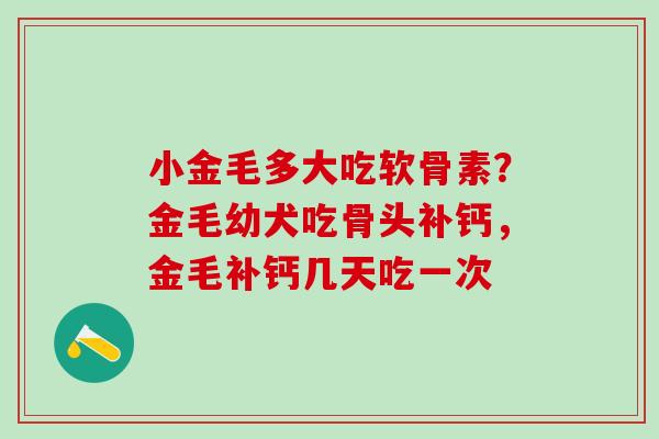 小金毛多大吃软骨素？金毛幼犬吃骨头补钙，金毛补钙几天吃一次