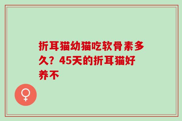 折耳猫幼猫吃软骨素多久？45天的折耳猫好养不