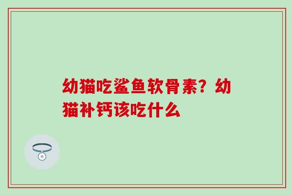 幼猫吃鲨鱼软骨素？幼猫补钙该吃什么