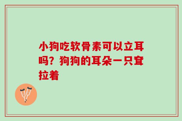 小狗吃软骨素可以立耳吗？狗狗的耳朵一只耷拉着