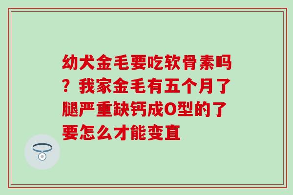 幼犬金毛要吃软骨素吗？我家金毛有五个月了腿严重缺钙成O型的了要怎么才能变直