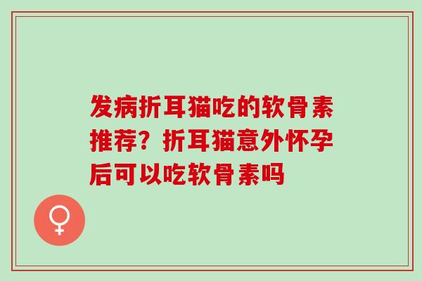 发病折耳猫吃的软骨素推荐？折耳猫意外怀孕后可以吃软骨素吗